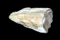 Agriopleura marticensis